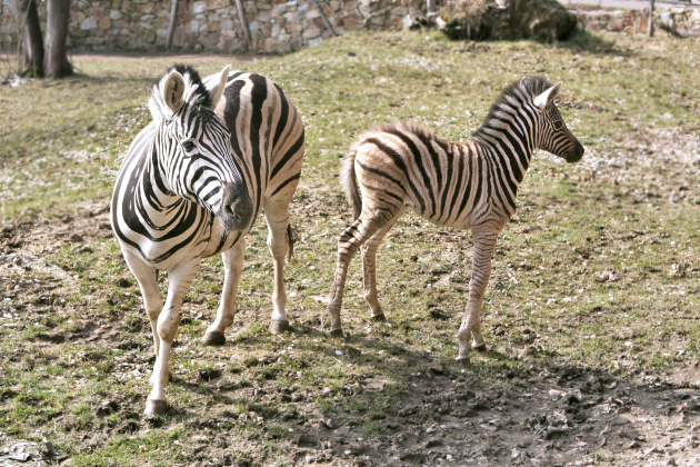 zebra hribe ZOOJI